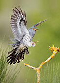 Common cuckoo (Cuculus canorus) in flight, Salamanca, Castilla y Leon, Spain