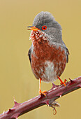 Dartford Warbler (Sylvia undata), Spain