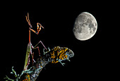 Kegelkopfschrecke (Empusa pennata) mit Mond im Hintergrund, Spanien