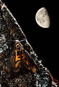 Totenkopfschwärmer (Acherontia atropo). Erwachsener Nachtschwärmer auf einem Baum mit dem Mond im Hintergrund, Spanien
