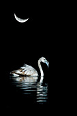 Greater flamingo (Phoenicopterus roseus) with moon in background, Spain