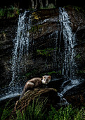 Beech marten (Martes foina) with waterfall in background, Spain