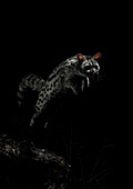 Ginsterkatze (Genetta genetta) springt nachts, Spanien