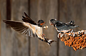 Barn Swallow (Hirundo rustica) feeding chicks in flight, Spain
