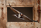Barn Swallow (Hirundo rustica) flying through a window, Spain
