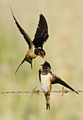 Barn Swallows (Hirundo rustica) adults interacting, Salamanca, Castilla y Leon, España