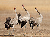 Singende erwachsene Kraniche (Grus grus), Spanien