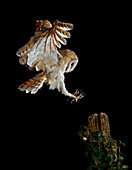 Schleiereule (Tyto alba) fliegt bei Nacht, Spanien