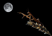 European mantis (Mantis religiosa) adult perched on a branch with moon in background, Spain