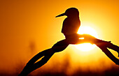 Silhouette of a Common Kingfisher, Alcedo atthis. Adult female perched on a branch. Salamanca, Castilla y Leon, Spain
