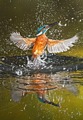 Common Kingfisher (Alcedo atthis) emerges from water, Salamanca, Spain