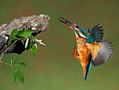 Common Kingfisher (Alcedo atthis) in flight, Spain