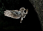 Little Owl (Athene noctua) flying with prey at night, Spain