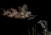 Steinkauz (Athene noctua) fliegt bei Nacht, Spanien
