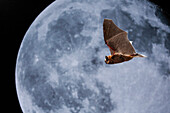 Porträt einer Zwergfledermaus (Pipistrellus pipistrellus) bei Nacht mit dem Mond im Hintergrund