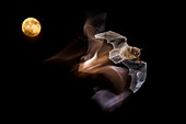 Porträt einer Zwergfledermaus (Pipistrellus pipistrellus) bei Nacht mit dem Mond im Hintergrund