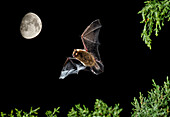 Serotine-Fledermaus (Eptesicus serotinus) im Nachtflug mit dem Mond im Hintergrund, Spanien