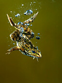 Perez's Frog (Pelophylax perezi) underwater, Spain