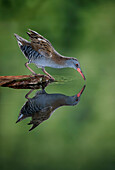 Water rail (Rallus aquaticus) Salamanca, Castilla y Leon, Spain