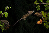 Wood mouse (Apodemus sylvaticus) jumping between branches, Spain