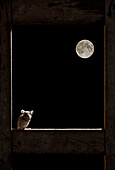 Waldmaus (Apodemus sylvaticus) am Fenster mit dem Mond im Hintergrund, Spanien