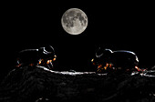 European rhinoceros beetles (Oryctes nasicornis) with moon in background, Spain