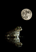 Kreuzkröte (Epidalea calamita) mit dem Mond im Hintergrund, Spanien
