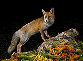 Red fox (Vulpes vulpes), Spain