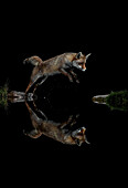 Nachtporträt eines springenden Rotfuchses (Vulpes vulpes) bei Nacht, mit gespiegelter Silhouette