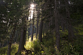 Sunburst into the woods, Bagni di Rabbi, Rabbi, Rabbi Valley, Autonomous Province of Trento, Trentino Alto-Adige/Sudtirol, Italy