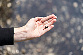 Ein kleiner Frosch auf der Hand eines Mädchens, Tovelsee, Ville d'Anaunia, Nonstal, Trentino, Provinz Trient, Trentino-Südtirol, Italien, Europa