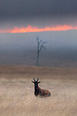 Ein Topi (Damaliscus lunatus) überquert ein Buschfeuer in der Masaimara, Kenia