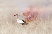White stork feeding on insects fleeing a wildfire in the Masai Mara National Reserve, Kenya