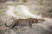 Leopard beim Überqueren einer Straße im Lake Nakuru National Park