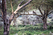 Leopard im Nakuru-See-Nationalpark, Kenia
