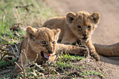Lion cubs in the Serengeti, Tanzania
