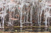 Bald cypress in Autumn Colors, Lake Caddo, Texas