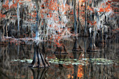 Bald cypress in Autumn Colors, Lake Caddo, Texas