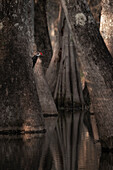 pileated woodpecker (Dryocopus pileatus) in Lake Martin, Louisiana