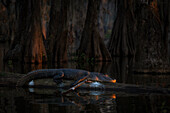 American alligator (Alligator mississippiensis) resting in Lake Martin, Louisiana