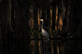 Great Blue Heron in Lake Martin, Atchafalaya Basin, Louisiana