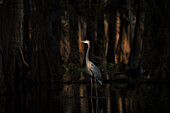 Blaureiher im Lake Martin, Atchafalaya Basin, Louisiana