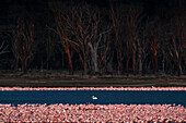 Great white pelican among lesser flamingos, Lake Nakuru, Kenya