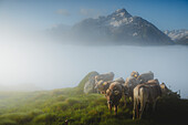 Cows on the Grevasalvas mountain pasture on a summer morning. Grevasalvas, Engadin, Switzerland, Europe