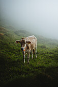 Kühe auf der Grevasalvas-Alm an einem Sommermorgen. Grevasalvas, Engadin, Schweiz, Europa