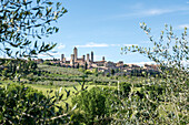 Europe, Italy, Tuscany: San Gimignano medieval skyline among olive trees