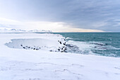 Europe, Iceland: snow and ice on the Snaefellsnes peninsula cliffs