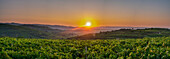 typical vineyards of Soave wine, panoramic photo during the sunset in area of Capitello S. Croce with ray of sunshine hitting the vineyards Soave, Verona, Veneto, Italy, Europe, south Europe