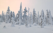 Trees at Pallas - Yllästunturi national park, Muonio, Lapland, Finland, Europe