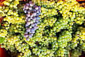 Harvest in Franciacorta, Brescia province in Lombardy district, Italy, Europe.